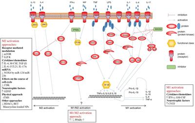 Different Approaches to Modulation of Microglia Phenotypes After Spinal Cord Injury